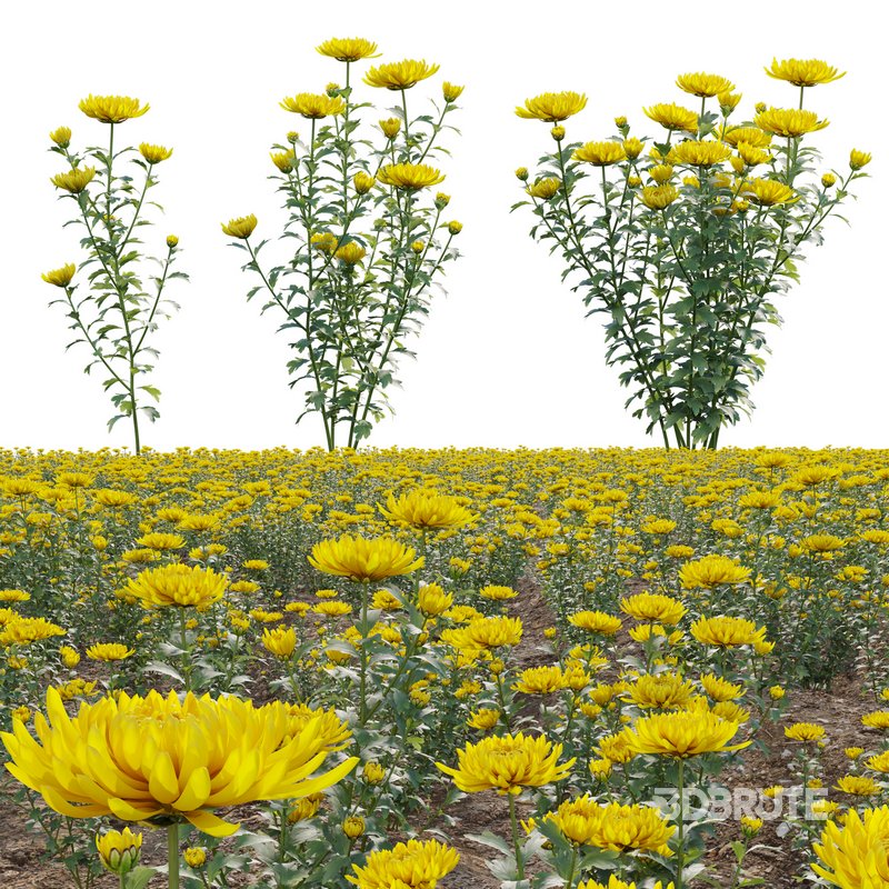 Chrysanthemum grandiflorum 02 Image 1
