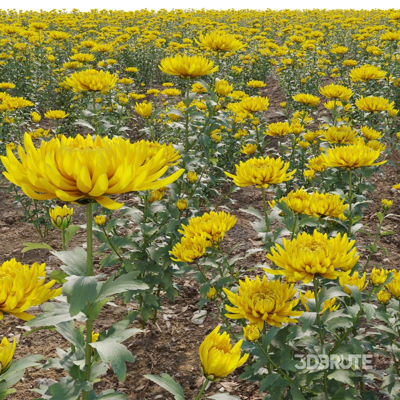Chrysanthemum grandiflorum 02 Image 2