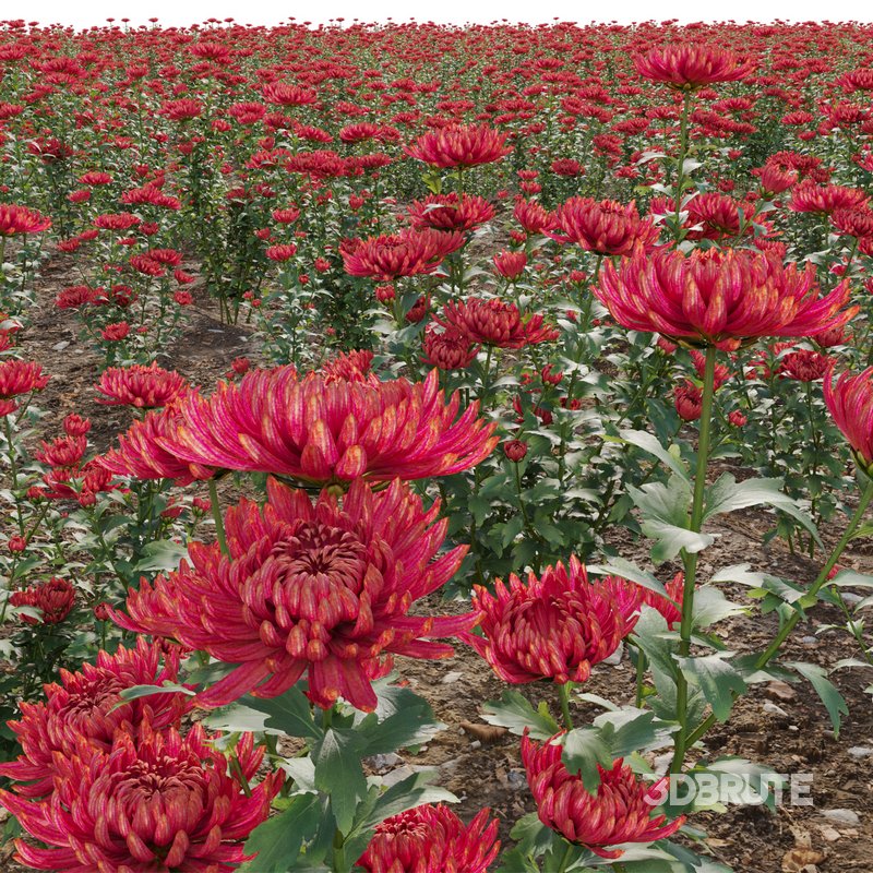 Chrysanthemum grandiflorum 03 Image 3