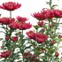 Chrysanthemum grandiflorum 03 - Thumbnail 2