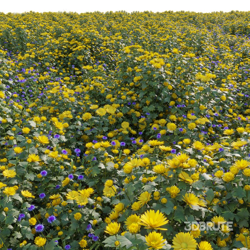 Chrysanthemum morifolium 01 Image 2