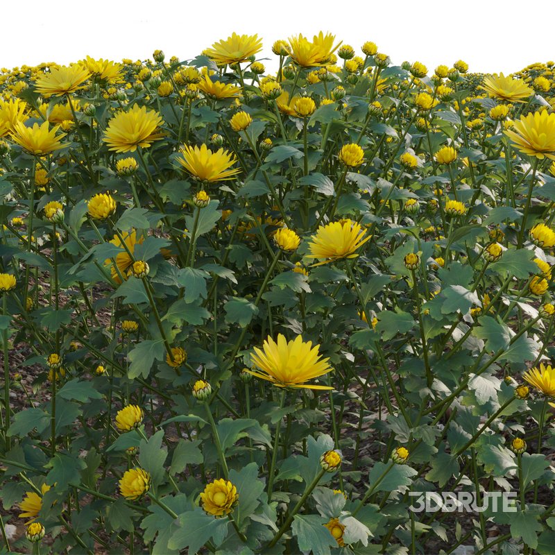 Chrysanthemum morifolium 01 Image 3