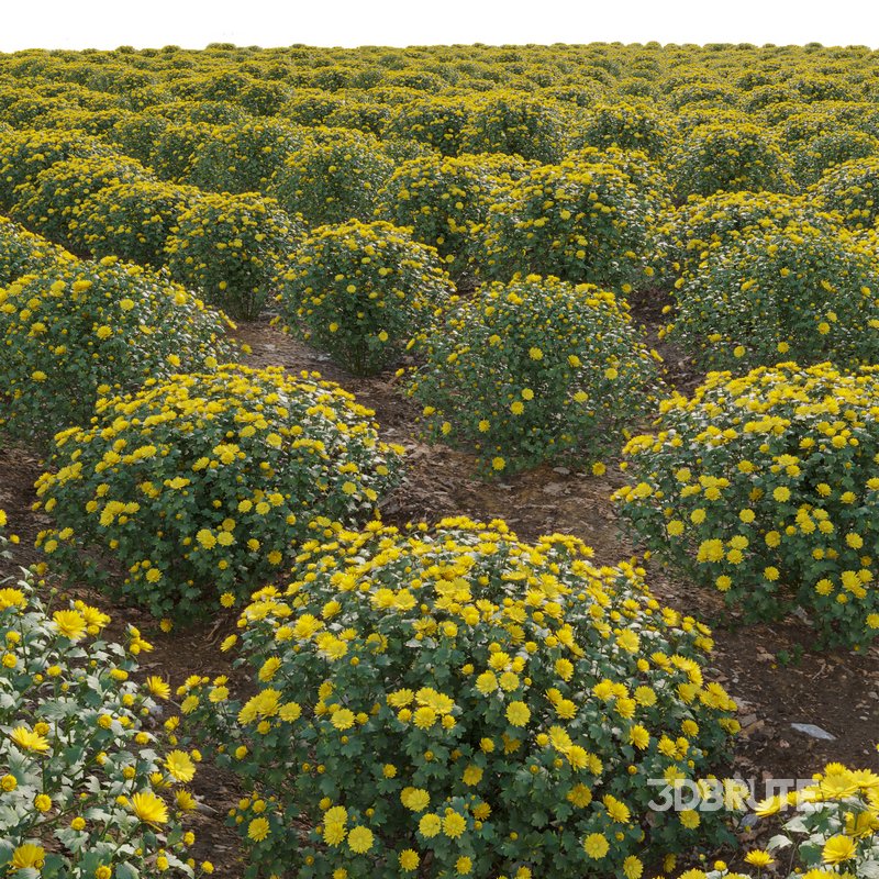 Chrysanthemum morifolium 01 Image 4