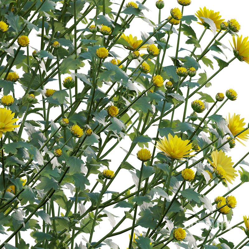 Chrysanthemum morifolium 01 Image 5