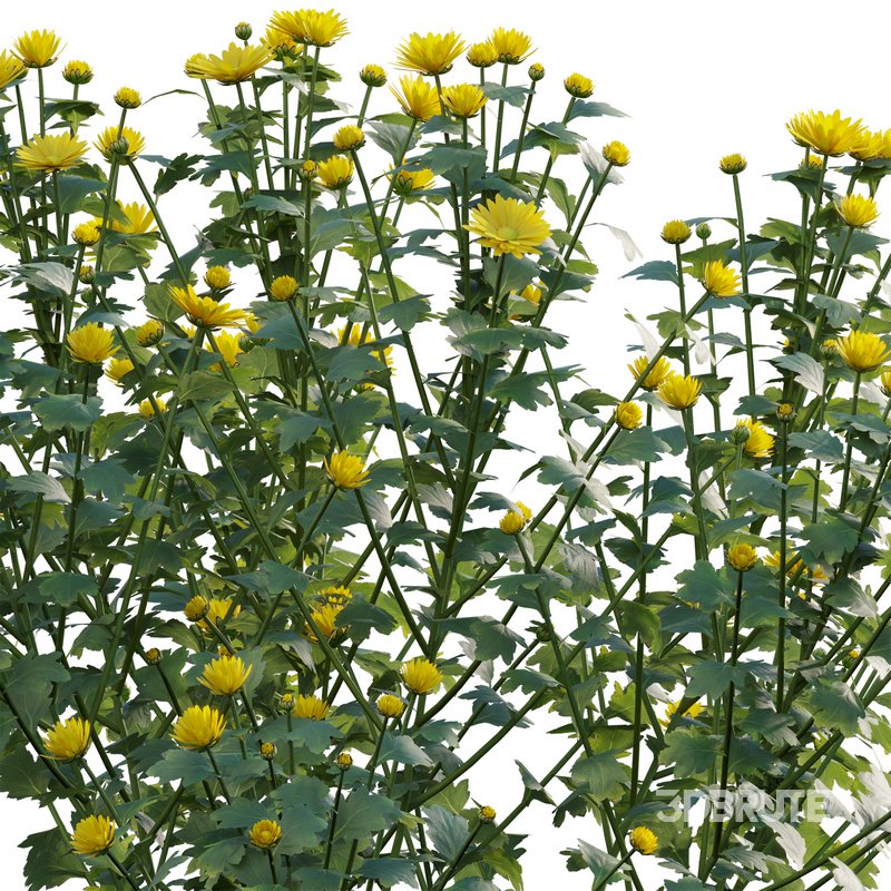 Chrysanthemum morifolium 02 Image 2