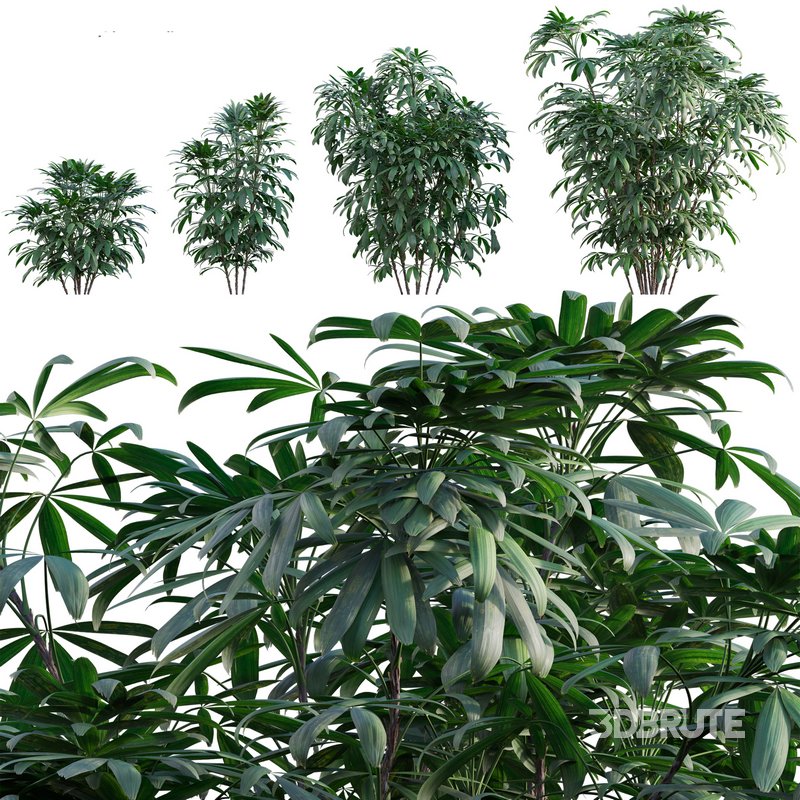 Chuniophoenix humilis – Rhapis humilis – Bamboo Palm Image 1