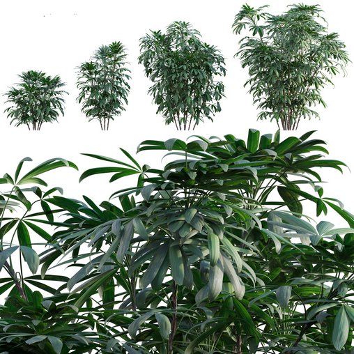 Chuniophoenix humilis – Rhapis humilis – Bamboo Palm