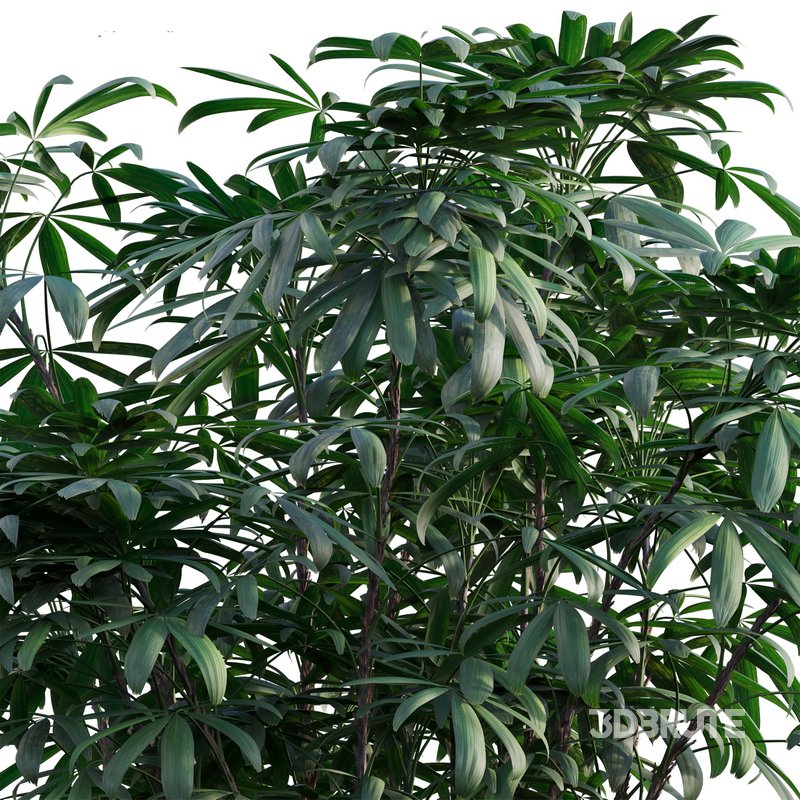 Chuniophoenix humilis – Rhapis humilis – Bamboo Palm Image 2