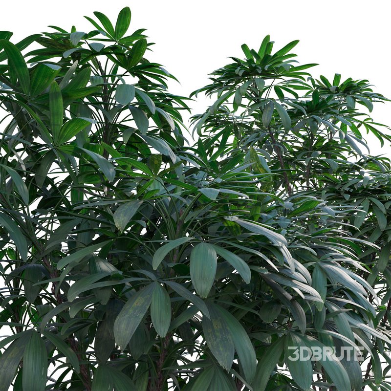 Chuniophoenix humilis – Rhapis humilis – Bamboo Palm Image 3