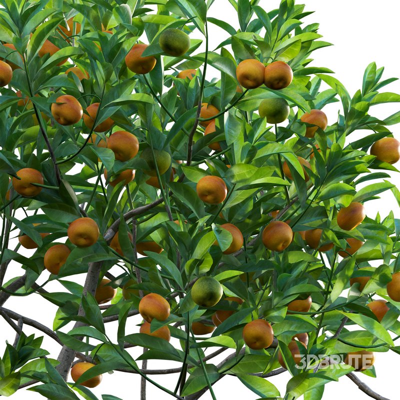 Citrus japonica Japonica – Kumquat 02 Image 2