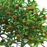 Citrus japonica Japonica – Kumquat 01 - Thumbnail 3