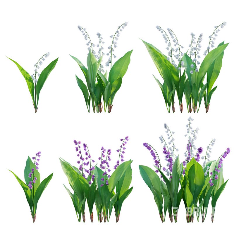 Convallaria majalis – Lily of the Valley Image 1