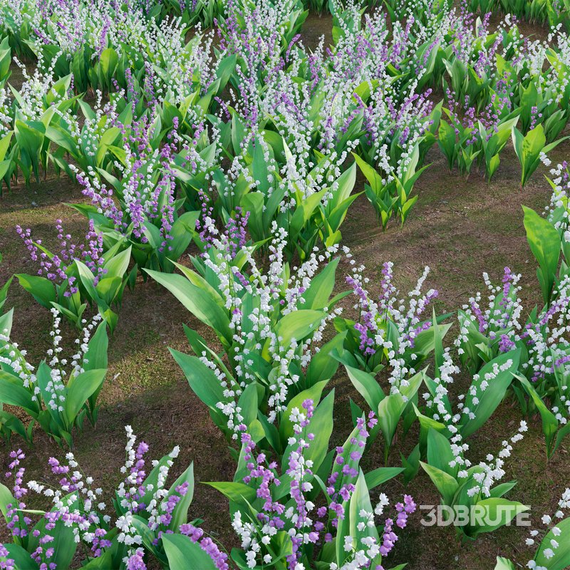 Convallaria majalis – Lily of the Valley Image 3