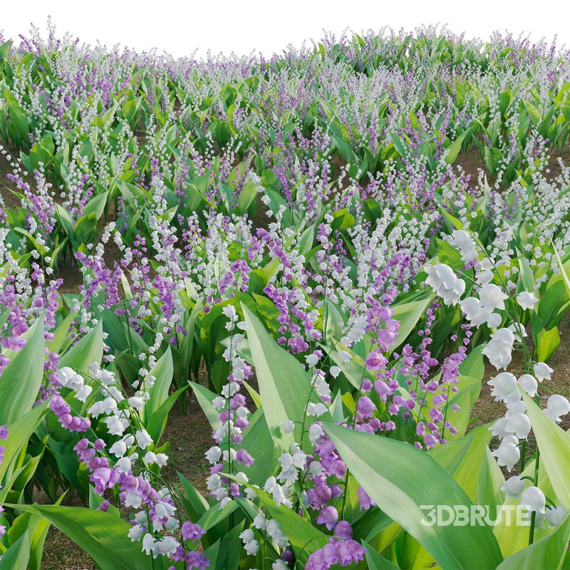 Convallaria majalis – Lily of the Valley Image 4