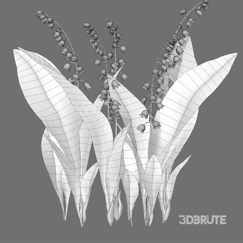 Convallaria majalis – Lily of the Valley Image 5