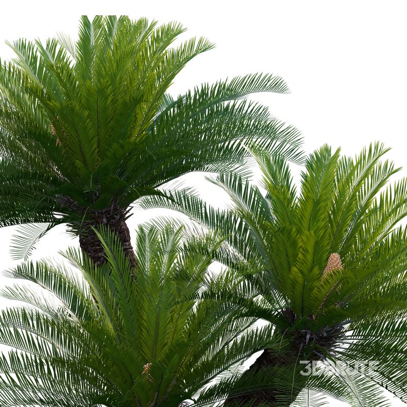 Cycas revoluta – Sago Palm 02 Image 2
