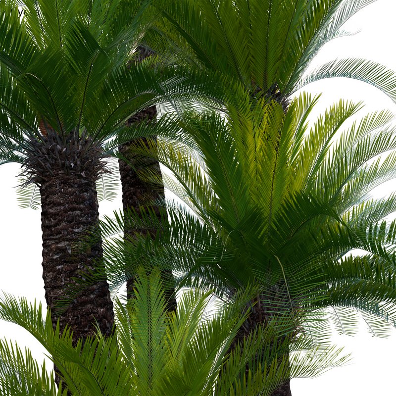 Cycas revoluta – Sago Palm 02 Image 3