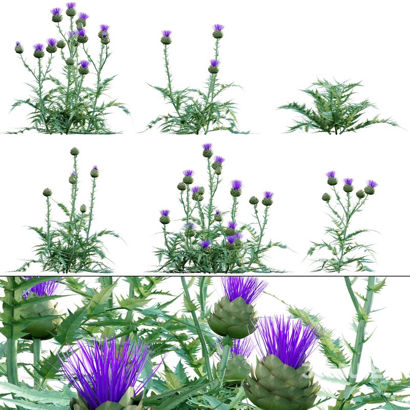 Cynara cardunculus – Artichoke – Cardoon Image 1