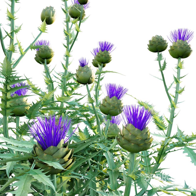 Cynara cardunculus – Artichoke – Cardoon Image 2