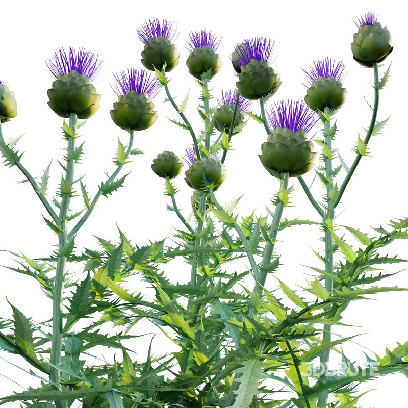 Cynara cardunculus – Artichoke – Cardoon Image 3