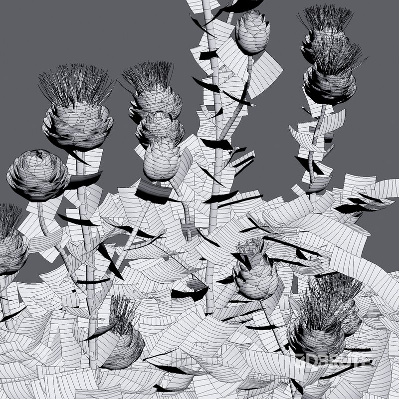 Cynara cardunculus – Artichoke – Cardoon Image 4