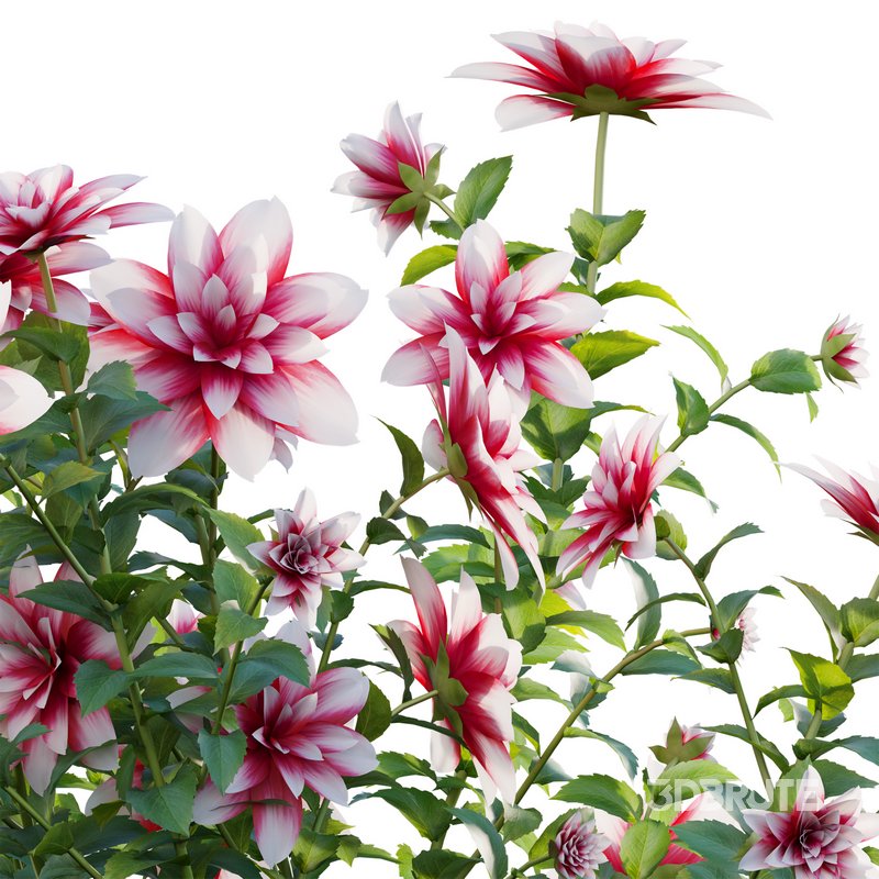 Dahlia flowers 02 Image 2