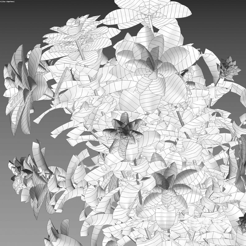 Dahlia flowers 02 Image 3