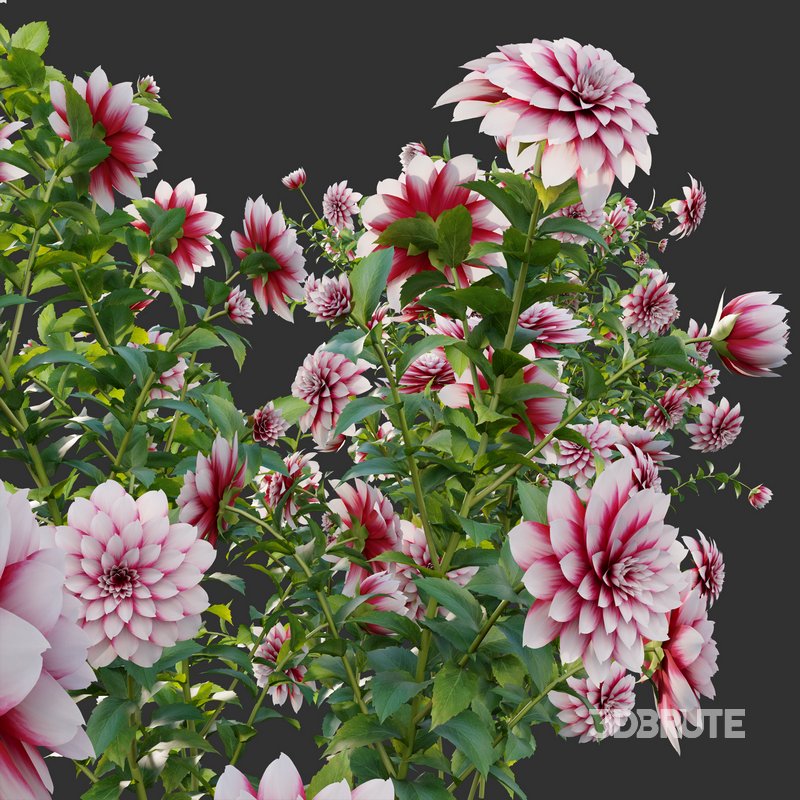 Dahlia flowers 02 Image 2