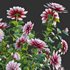 Dahlia flowers 02 - Thumbnail 3