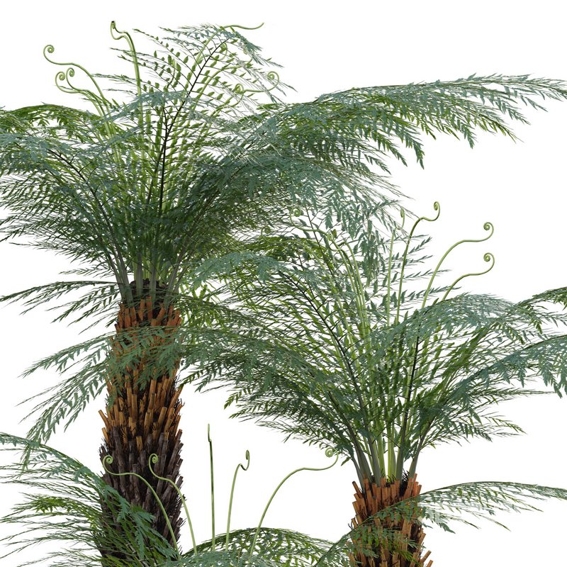 Dicksonia antarctica – Soft Tree Fern 02 Image 2