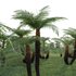 Dicksonia antarctica – Soft Tree Fern 02 - Thumbnail 3