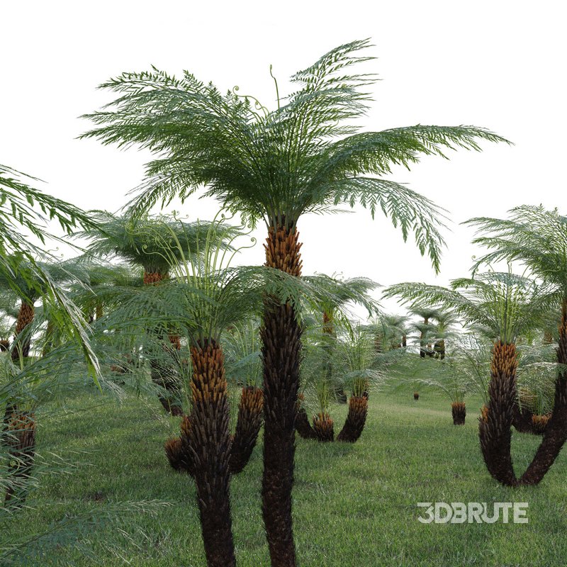 Dicksonia antarctica – Soft Tree Fern 02 Image 3