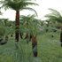 Dicksonia antarctica – Soft Tree Fern 02 - Thumbnail 4