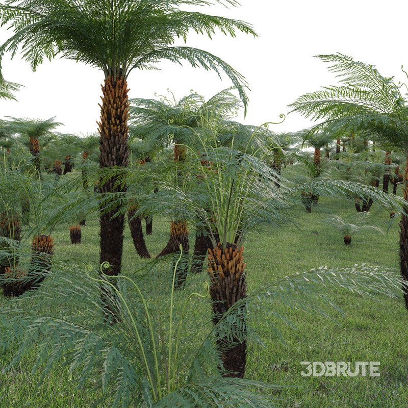 Dicksonia antarctica – Soft Tree Fern 02 Image 4
