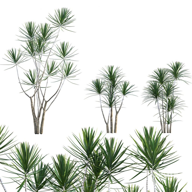 Dracaena Marginata – Madagascar Dragon Tree 02 Image 1