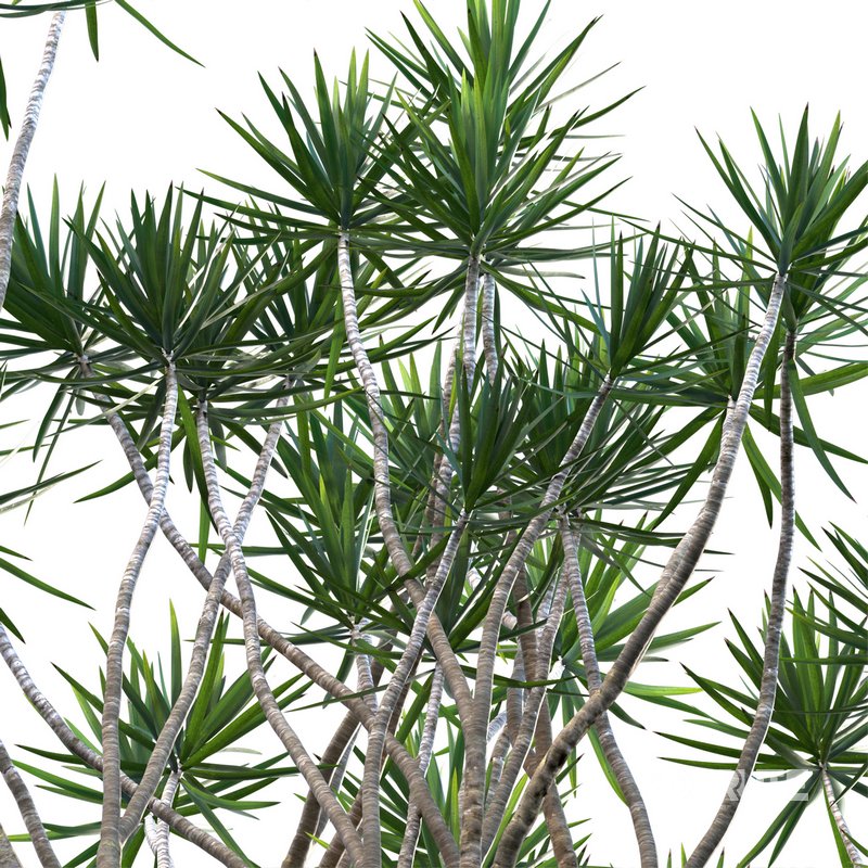 Dracaena Marginata – Madagascar Dragon Tree Image 2