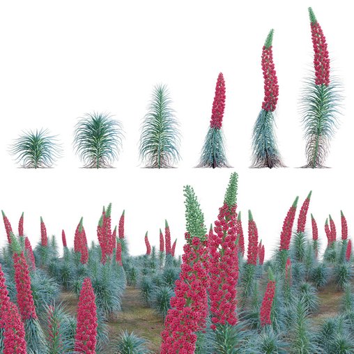 Echium wildpretii – Tower of Jewels
