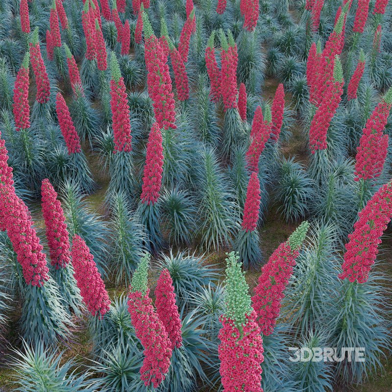 Echium wildpretii – Tower of Jewels Image 4