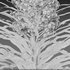 Echium wildpretii – Tower of Jewels - Thumbnail 5