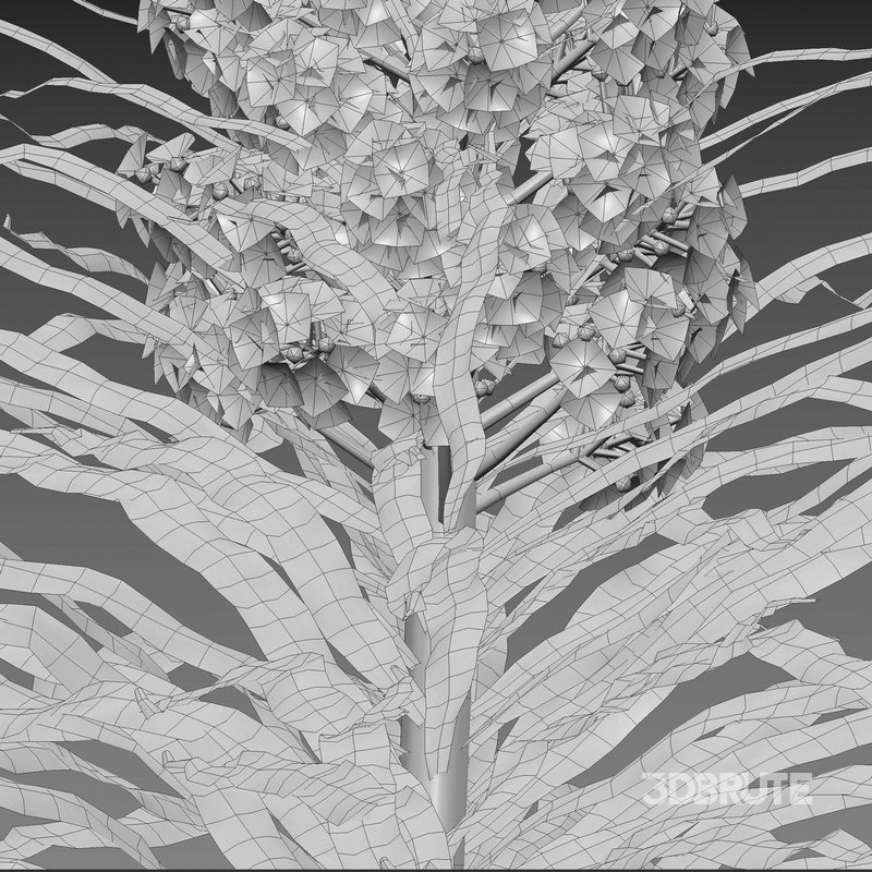 Echium wildpretii – Tower of Jewels Image 5