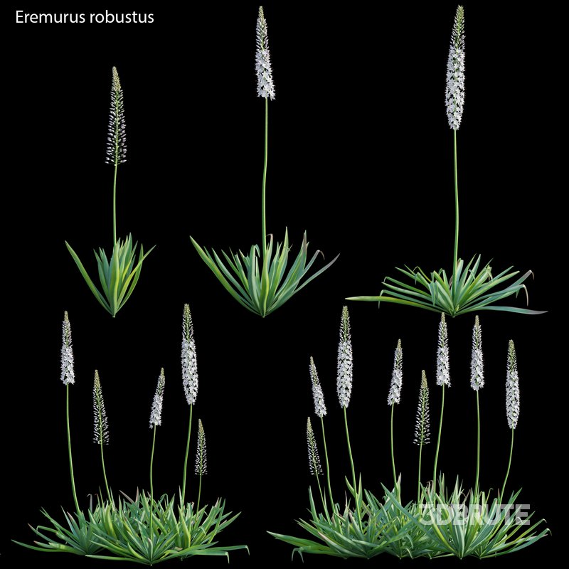 Eremurus robustus – Foxtail Lily Image 1