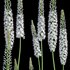 Eremurus robustus – Foxtail Lily - Thumbnail 2