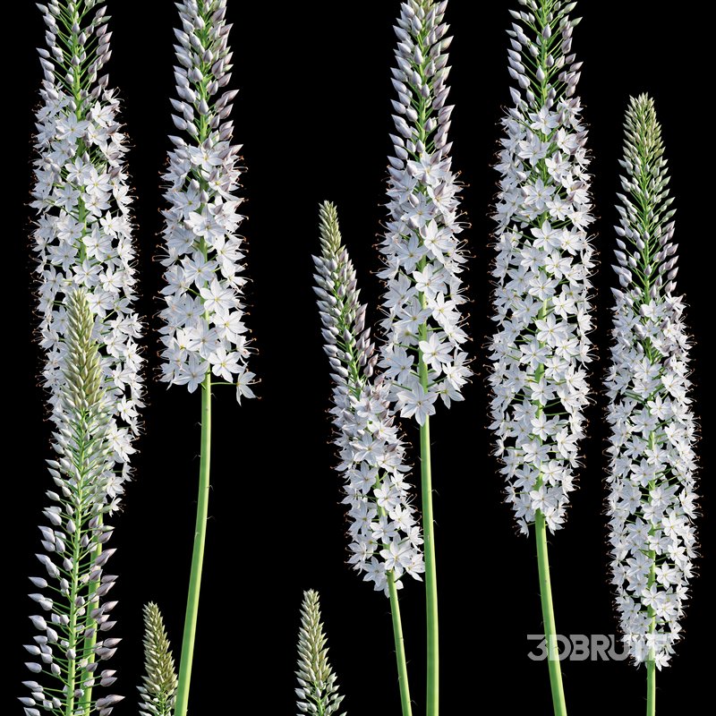 Eremurus robustus – Foxtail Lily Image 2