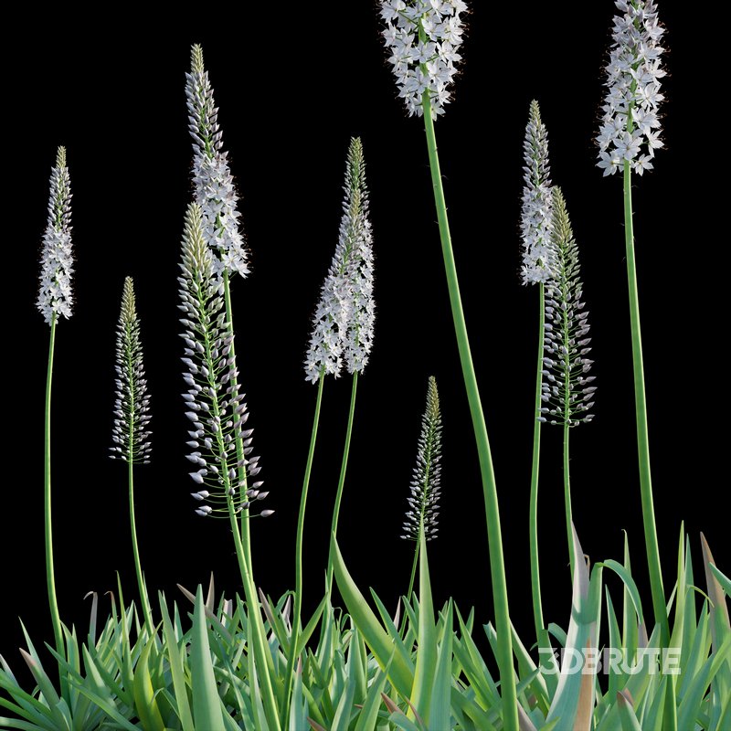 Eremurus robustus – Foxtail Lily Image 3