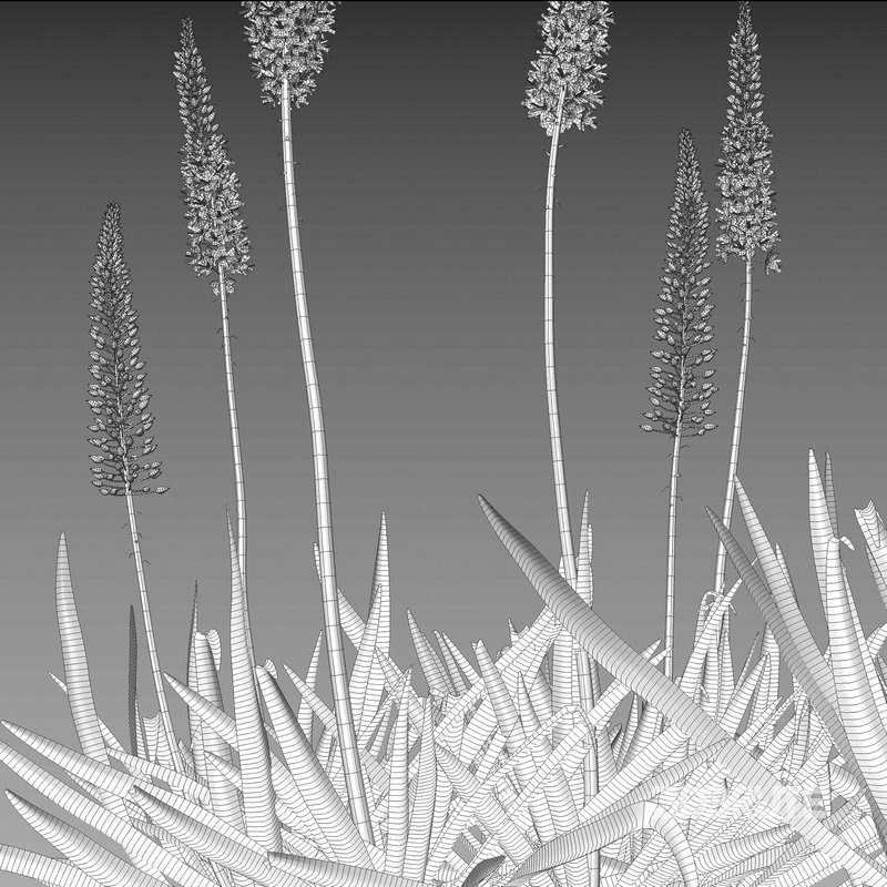 Eremurus robustus – Foxtail Lily Image 4