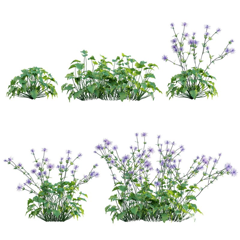 Eryngium alpinum Sea Holly – Queen of the Alps Image 1