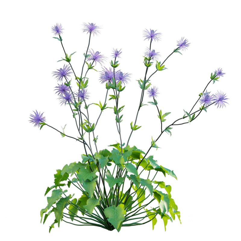 Eryngium alpinum Sea Holly – Queen of the Alps Image 2