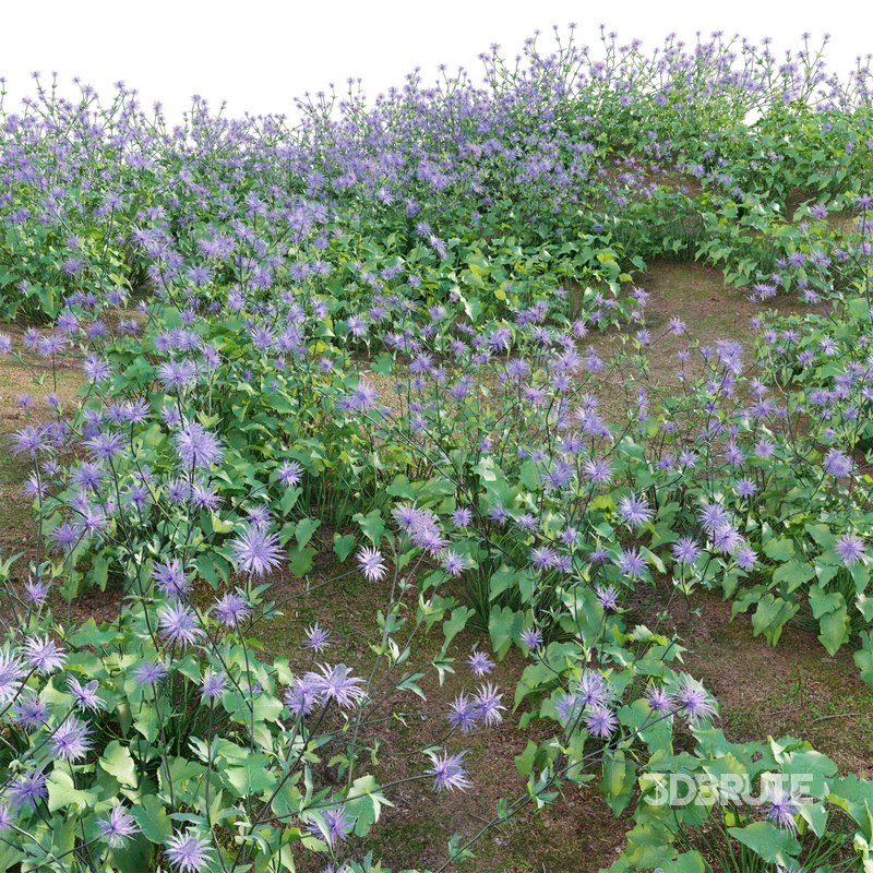 Eryngium alpinum Sea Holly – Queen of the Alps Image 4