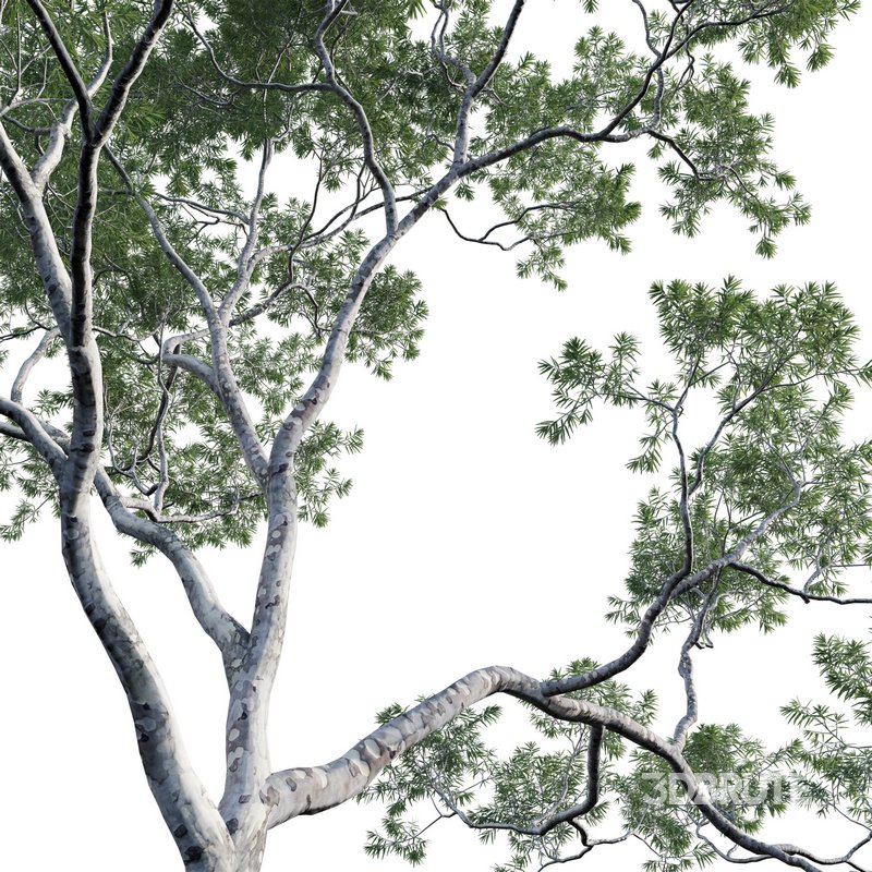 Eucalyptus saligna – Sydney Blue Gum 02 Image 2