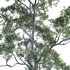 Eucalyptus saligna – Sydney Blue Gum 03 - Thumbnail 3